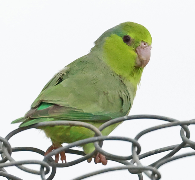 Pacific Parrotlet