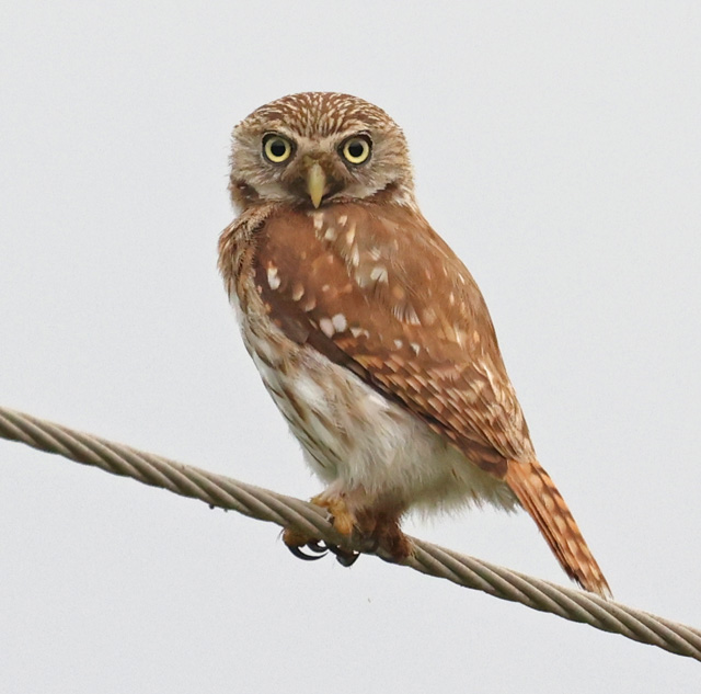 Peruvian Pygmy-owl