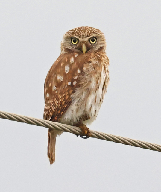 Peruvian Pygmy-owl
