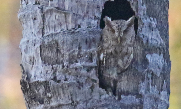 Pacific Screech-owl