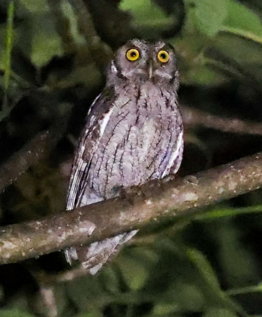 Pacific Screech-owl