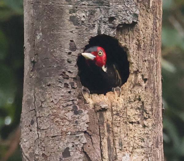 Pale-billed Woodpecker