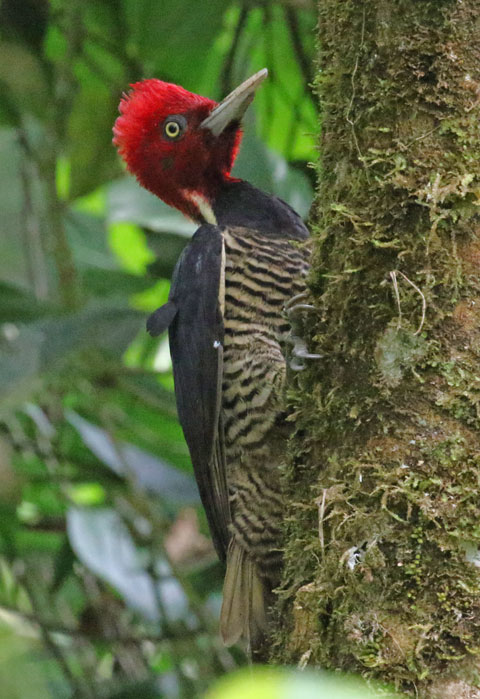 Pale-billed Woodpecker