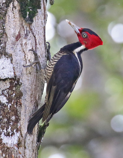Pale-billed Woodpecker