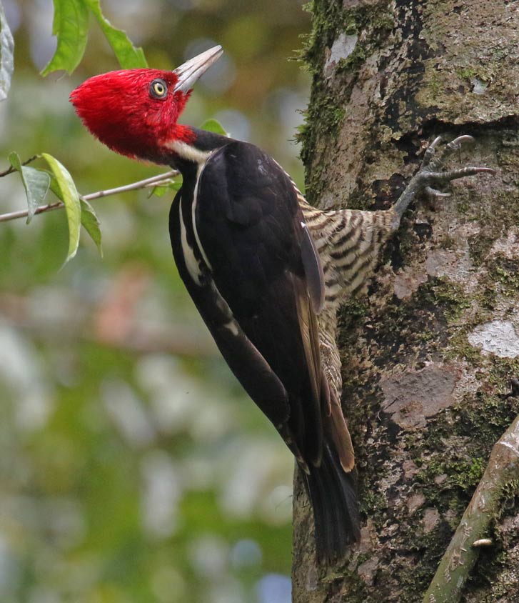 Pale-billed Woodpecker