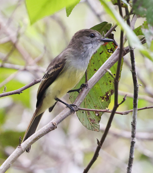 Pale-edged Flycatcher