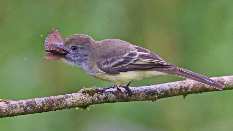 Pale-edged Flycatcher