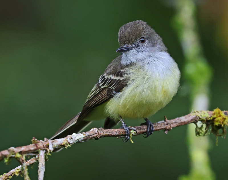 Pale-edged Flycatcher