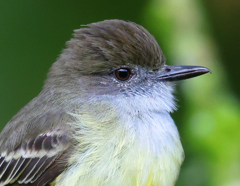 Pale-edged Flycatcher