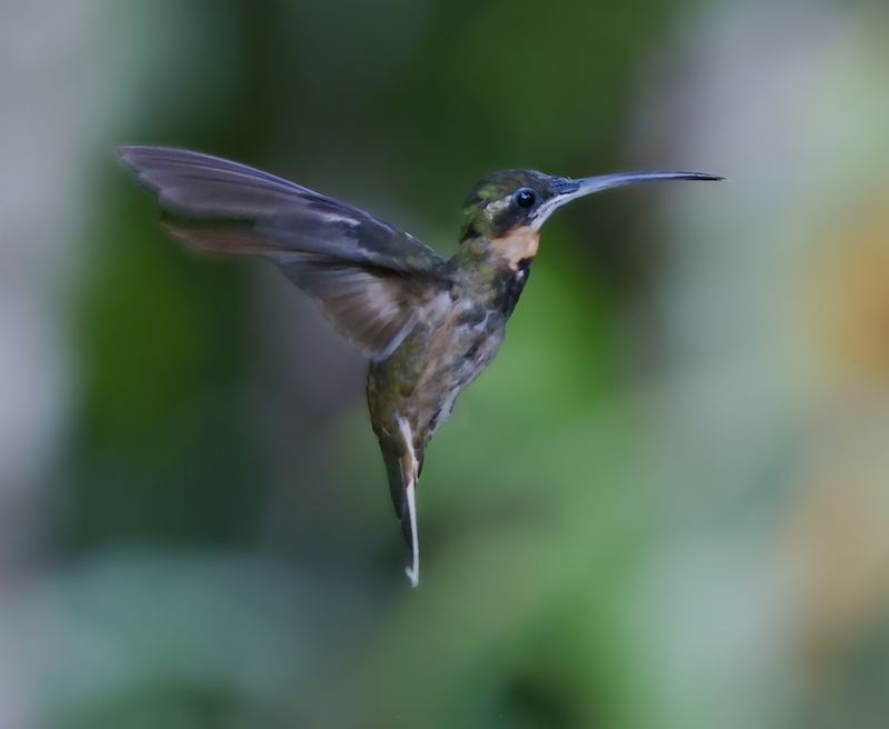 Pale-tailed Barbthroat