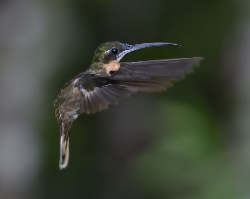 Pale-tailed Barbthroat
