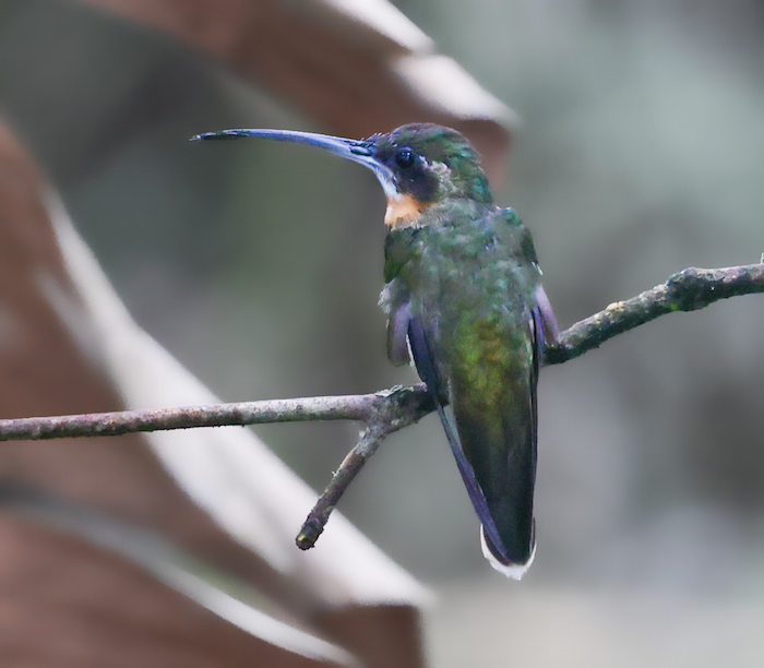 Pale-tailed Barbthroat