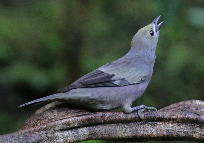 Palm Tanager