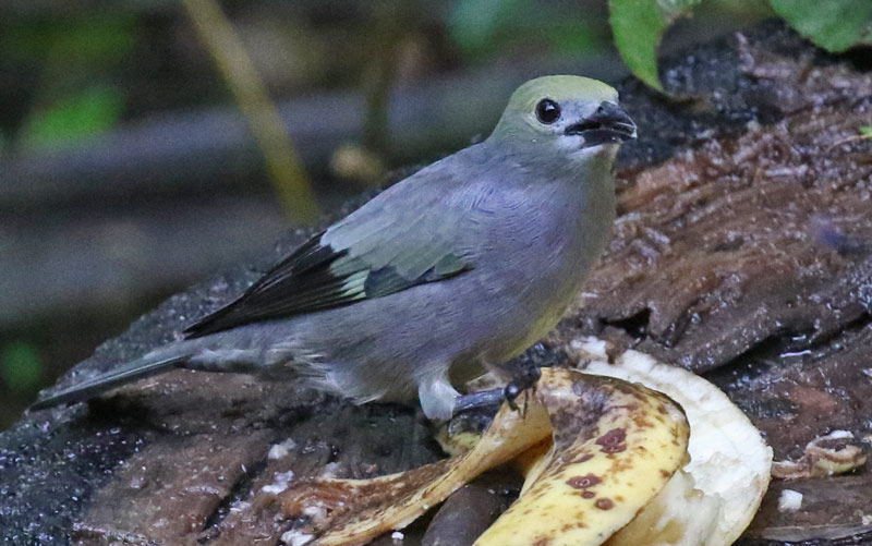 Palm Tanager