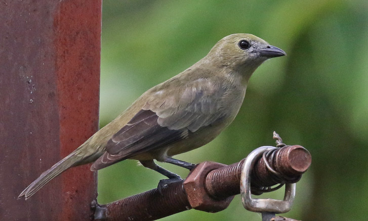 Palm Tanager