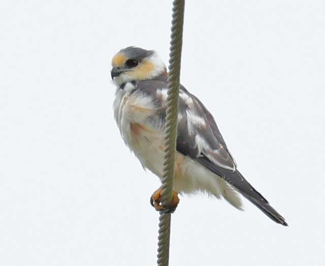 Pearl Kite