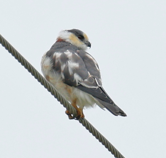 Pearl Kite