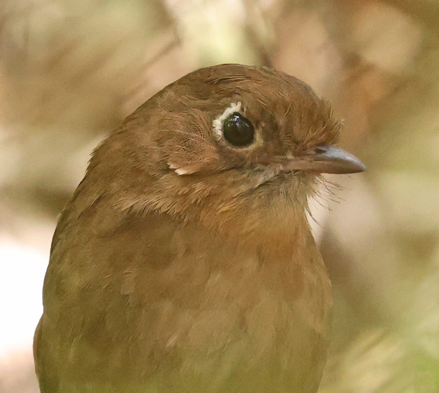 Perija Antpitta