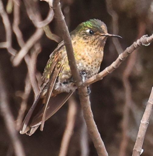 Perija Metaltail