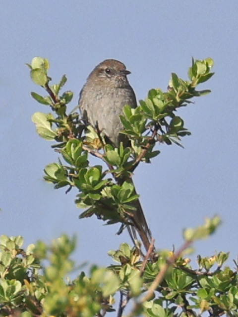 Perija Thistletail