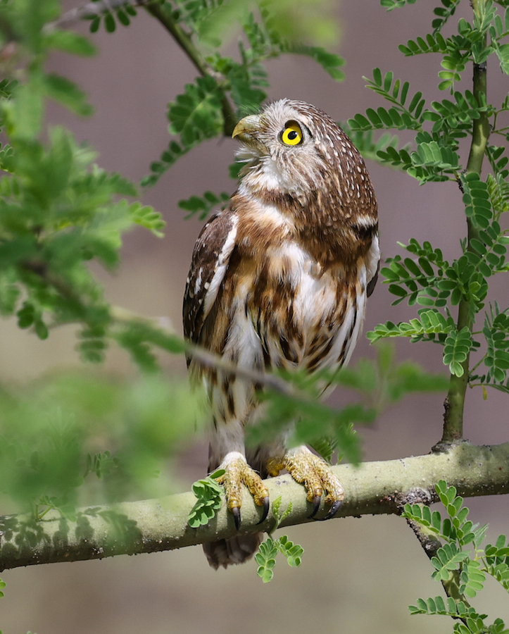 Peruvian Pygmy-owl