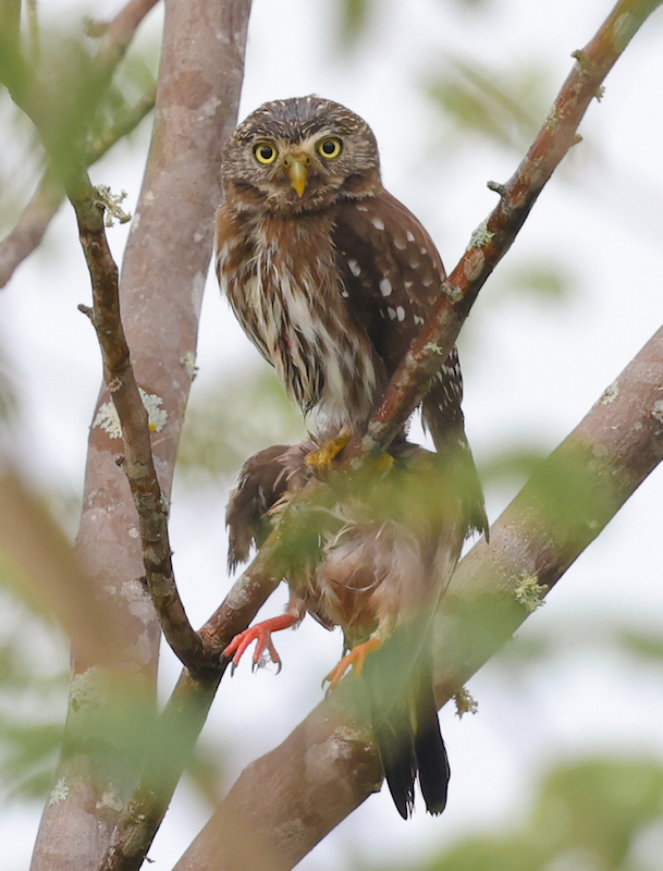Peruvian Pygmy-owl