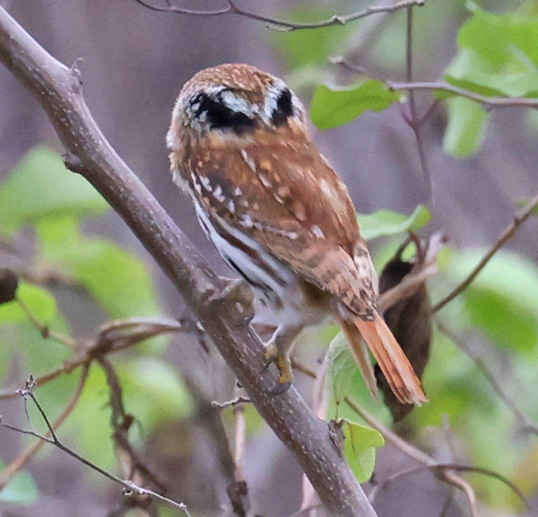 Peruvian Pygmy-owl