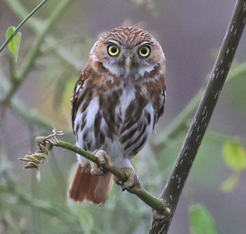Peruvian Pygmy-owl