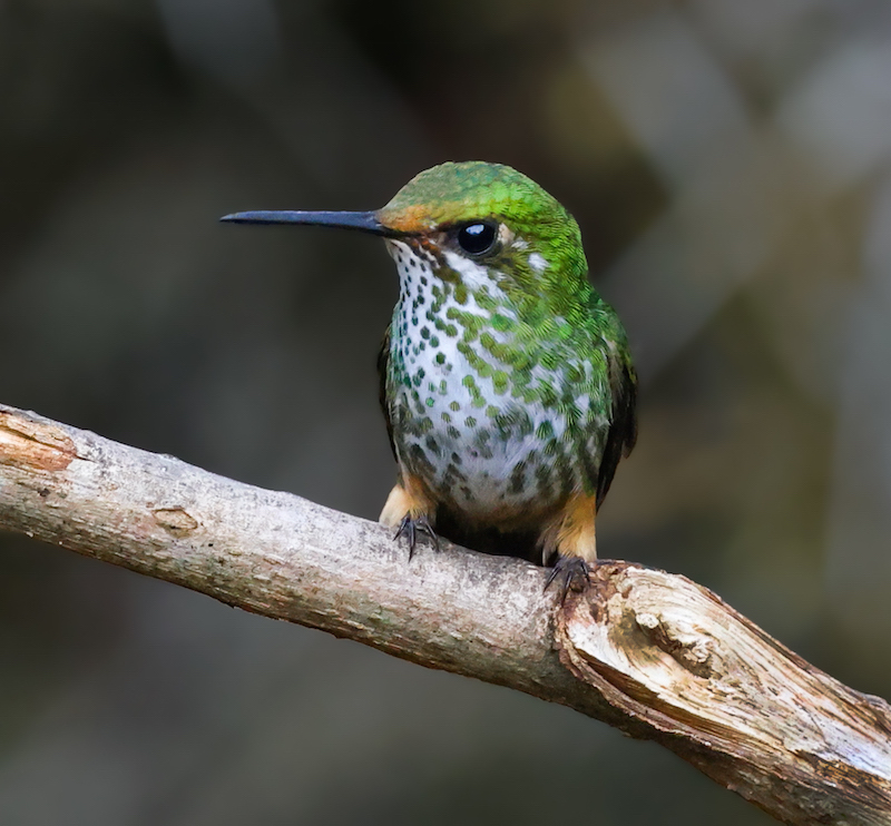 Peruvian Racket-tail