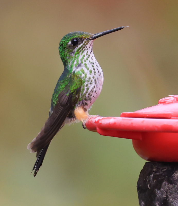 Peruvian Racket-tail