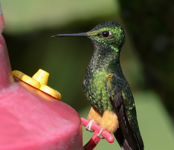 Peruvian Racket-tail