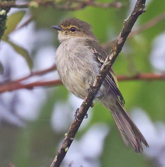 Peruvian Tyrannulet