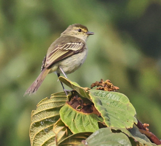 Peruvian Tyrannulet