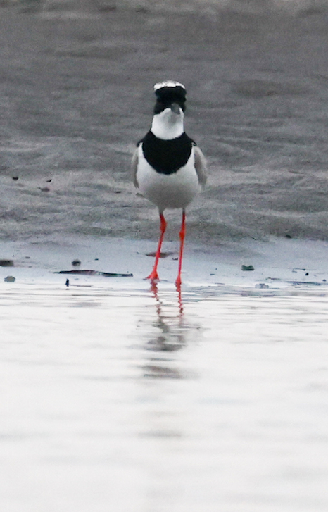 Pied Plover