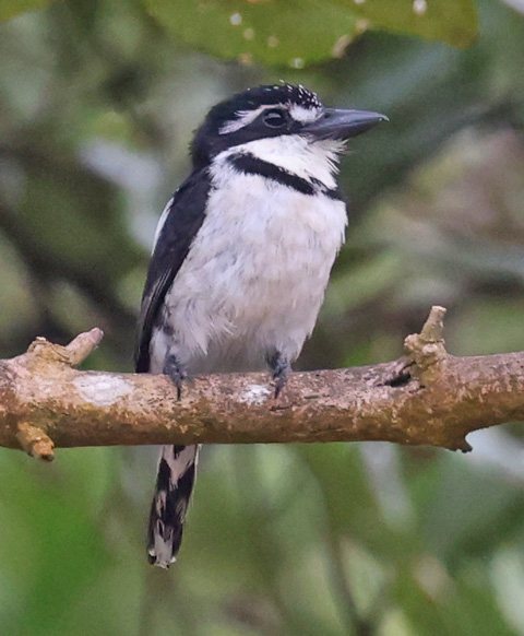 Pied Puffbird