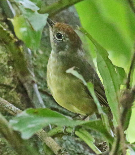 Plain Antvireo