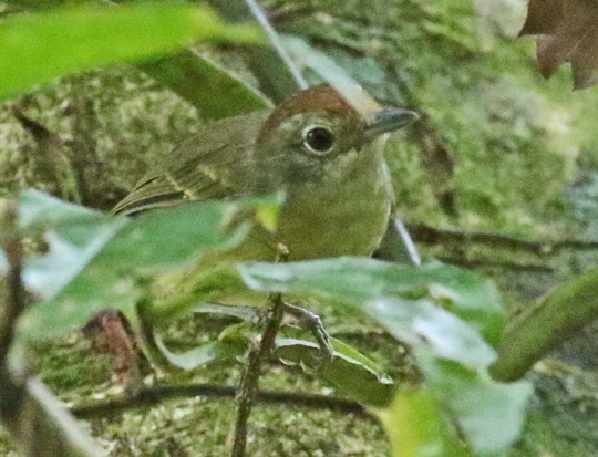 Plain Antvireo