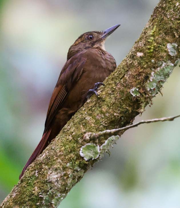 Plain-brown Woodcreeper