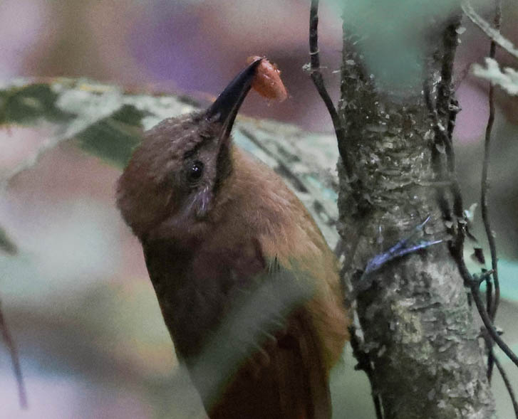 Plain-brown Woodcreeper