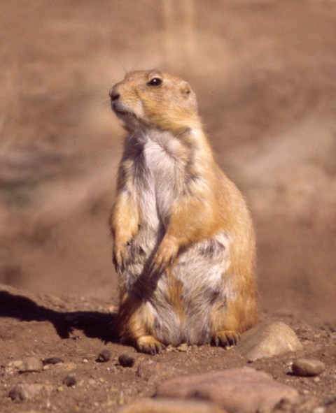 White-tailed Prairie Dog