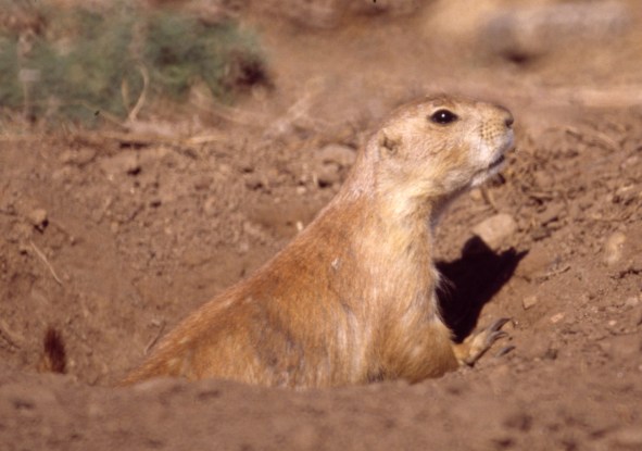 White-tailed Prairie Dog