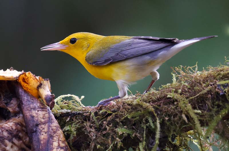 Prothonotary Warbler