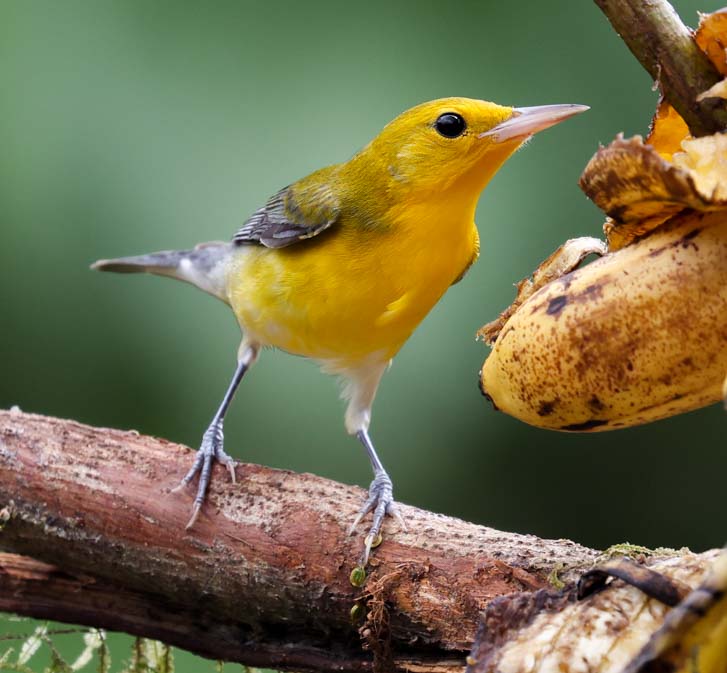 Prothonotary Warbler