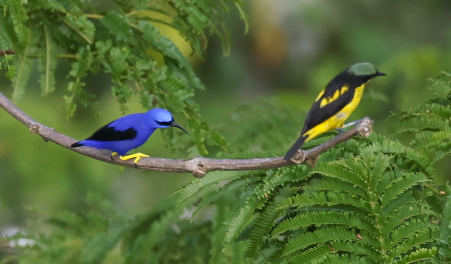 Purple Honeycreeper