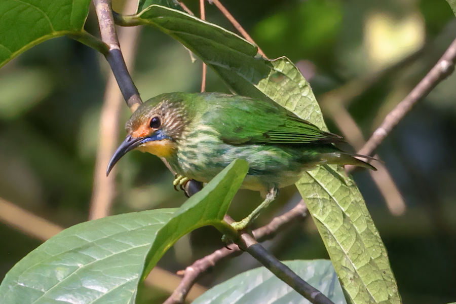 Purple Honeycreeper