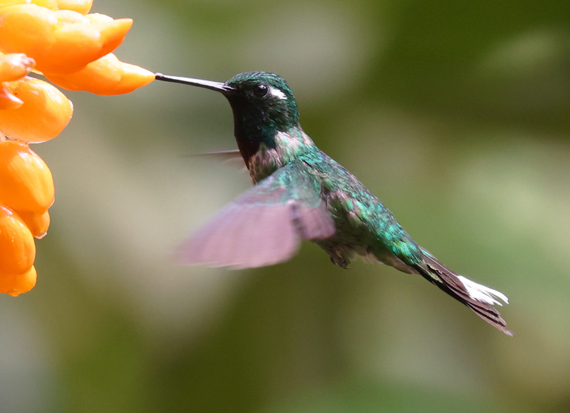 Purple-bibbed Whitetip