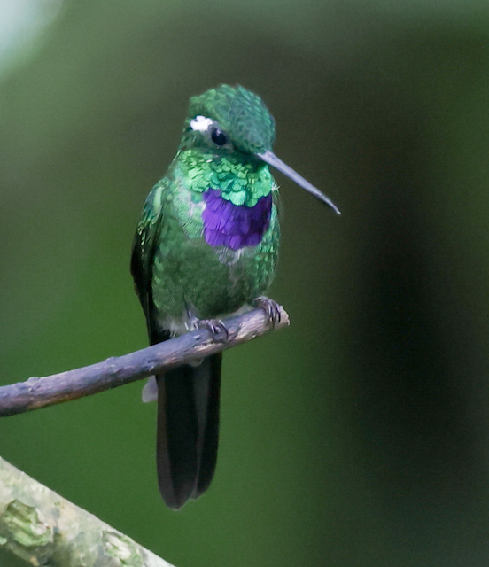 Purple-bibbed Whitetip