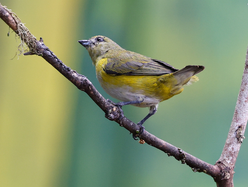 Purple-throated Euphonia