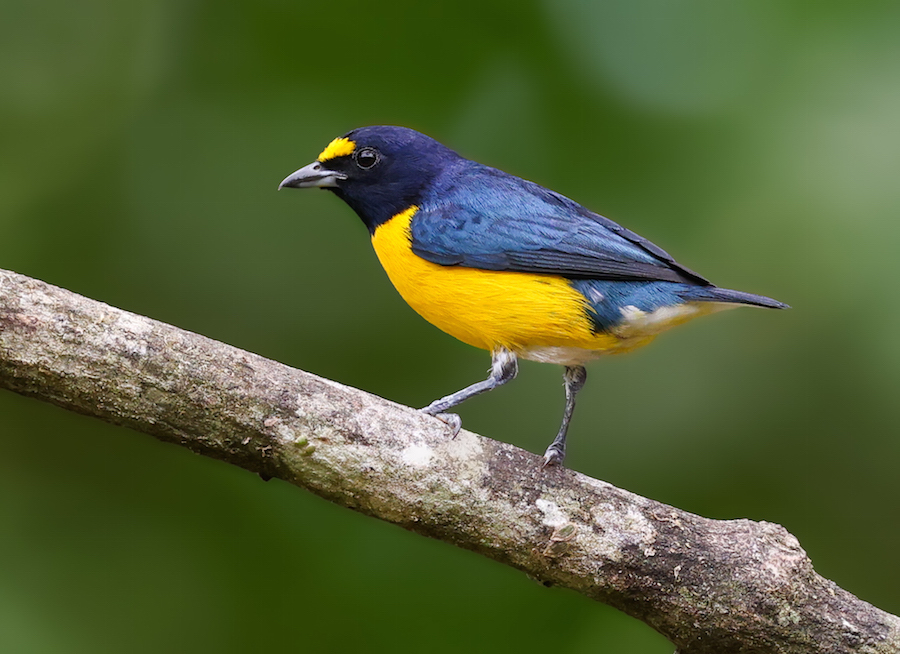 Purple-throated Euphonia