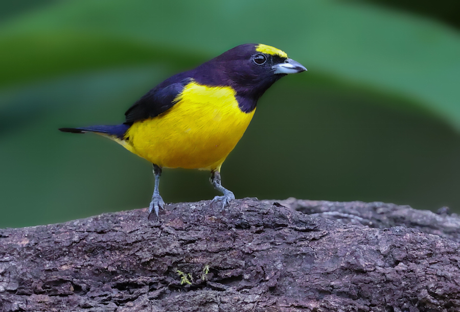 Purple-throated Euphonia